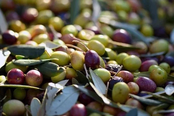 The art of&nbsp;EVOO